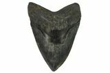 Fossil Megalodon Tooth - South Carolina #122534-1